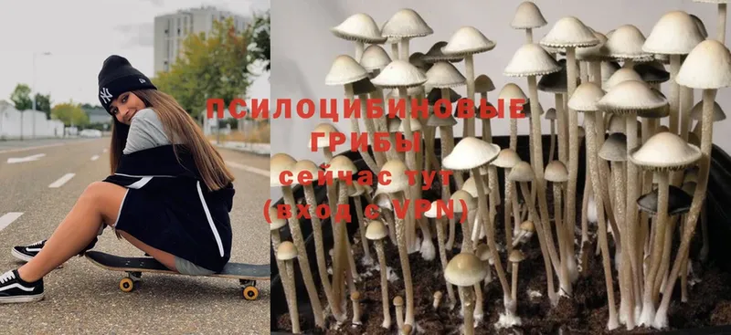 Галлюциногенные грибы Magic Shrooms Спасск-Рязанский